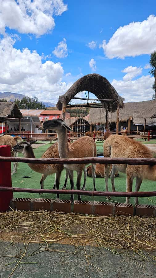 Cusco: Alpaca and Llama Farm Tour w/ Transfer & Weaving Demo - A quick ride from Cusco to Andean camelids