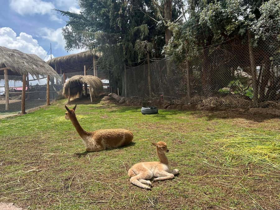 Cusco: Alpaca and Llama Farm Tour w/ Transfer & Weaving Demo - What the animal lesson adds to your Cusco visit