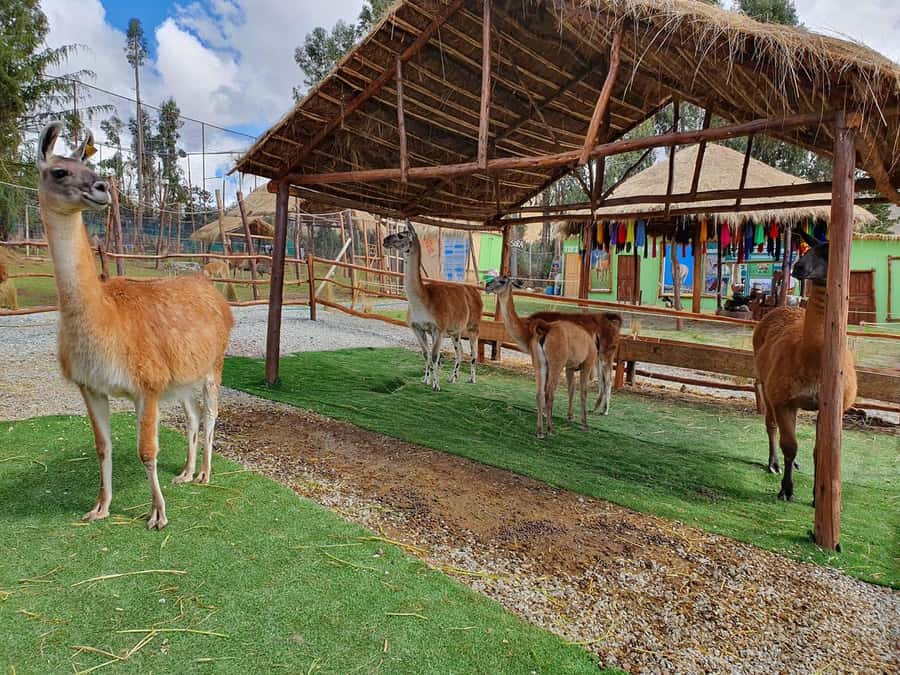 Cusco: Alpaca and Llama Farm Tour w/ Transfer & Weaving Demo - The gift shop: attractive goods, uneven value