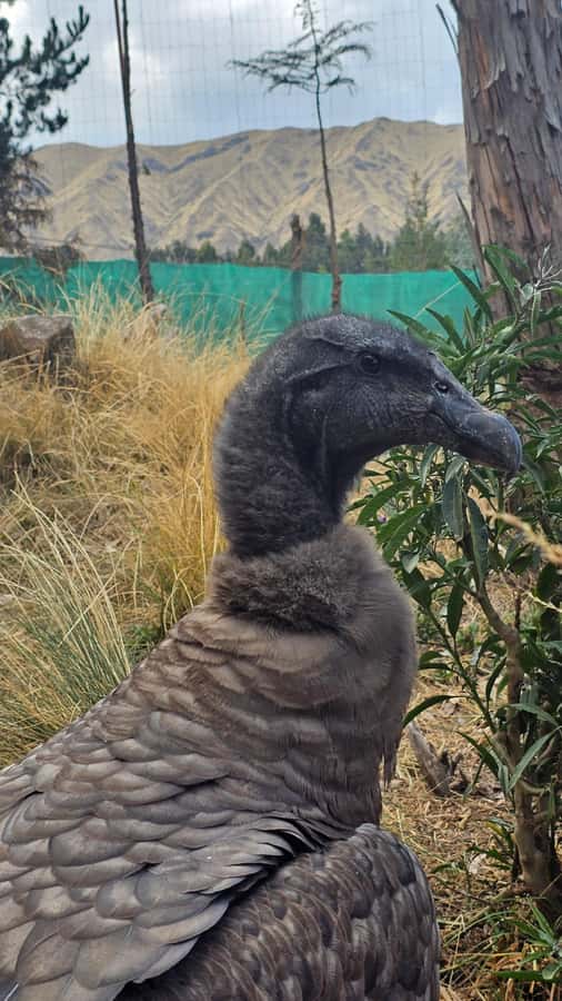 Cusco: Alpaca and Llama Farm Tour w/ Transfer & Weaving Demo - Is $34 good value for 150 minutes?
