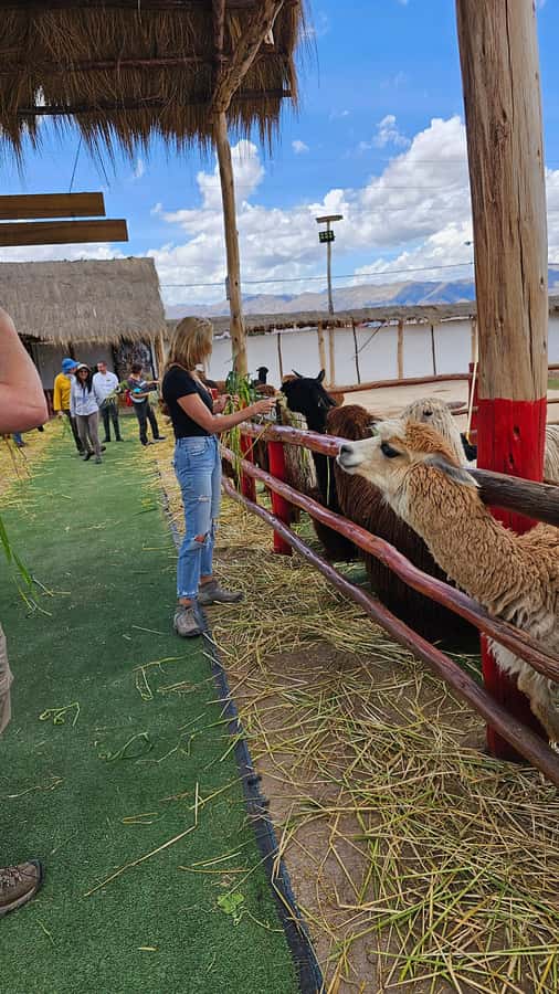 Cusco: Alpaca and Llama Farm Tour w/ Transfer & Weaving Demo - Should you book the Cusco alpaca and llama farm tour?