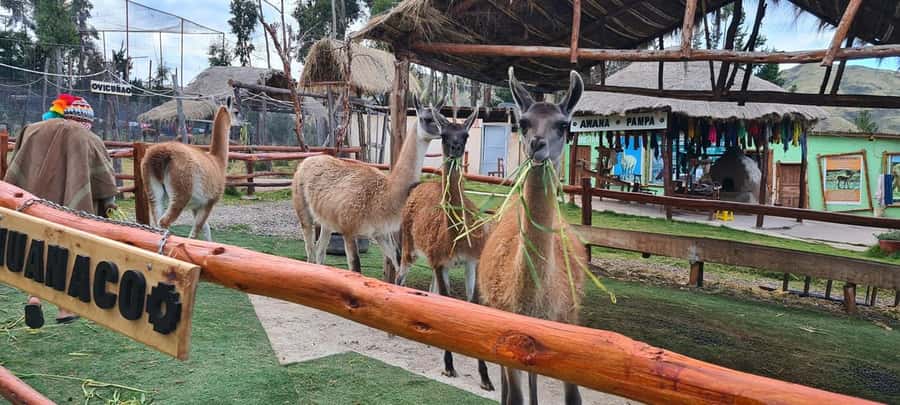 Cusco: Alpaca and Llama Farm Tour w/ Transfer & Weaving Demo - Meeting the llamas, alpacas, vicuñas, and huanacos