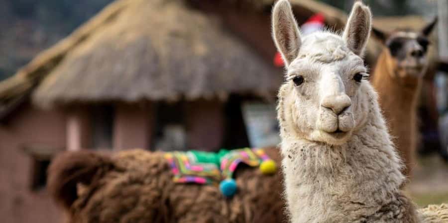 Cusco: Alpaca therapy and healing with clay - What this five-hour Cusco experience is really about