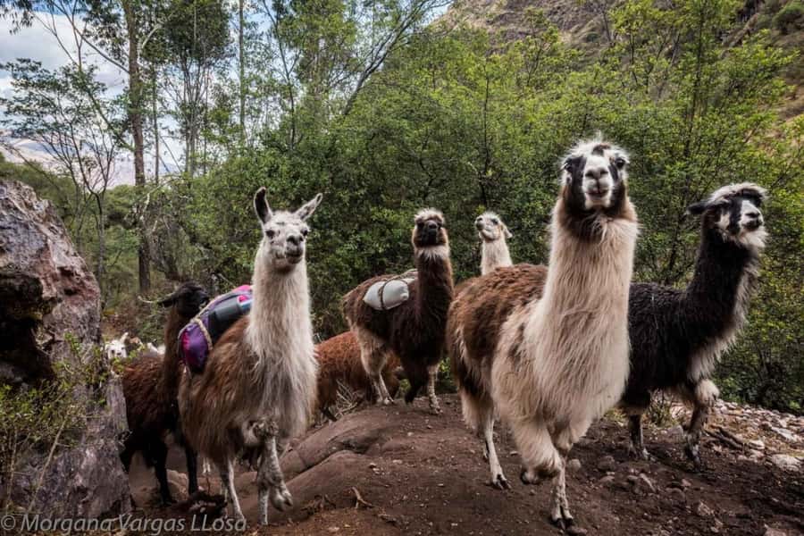 Cusco: Alpaca therapy and healing with clay - Walking to the sacred river