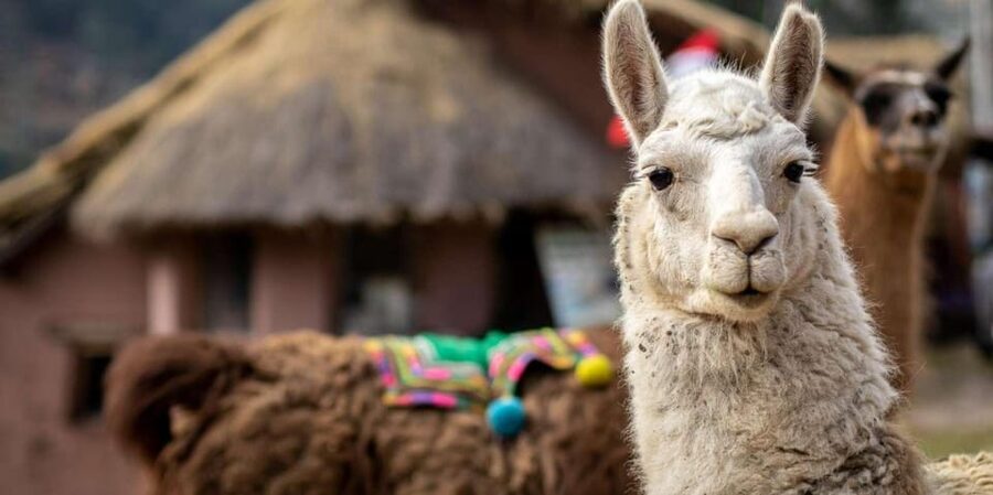 Cusco: Alpaca therapy and healing with clay - Is $129 a fair price?
