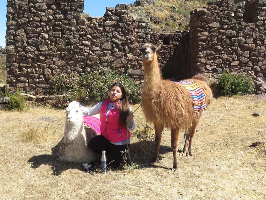 Cusco: Alpaca Therapy in the Cuyo Chico community |Half day| - Key points at a glance