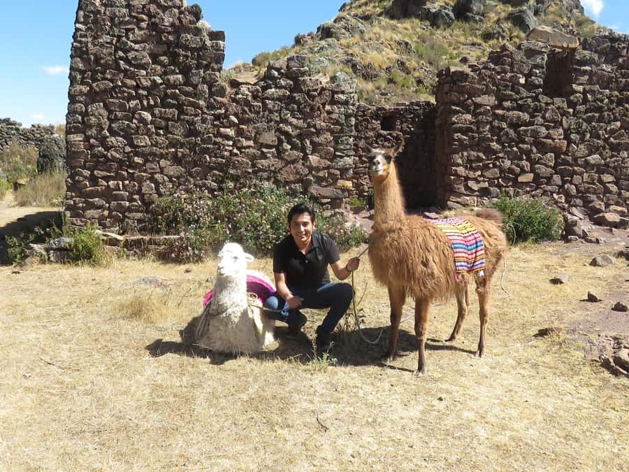 Cusco: Alpaca Therapy in the Cuyo Chico community |Half day| - A different morning in the Cuyo Chico community