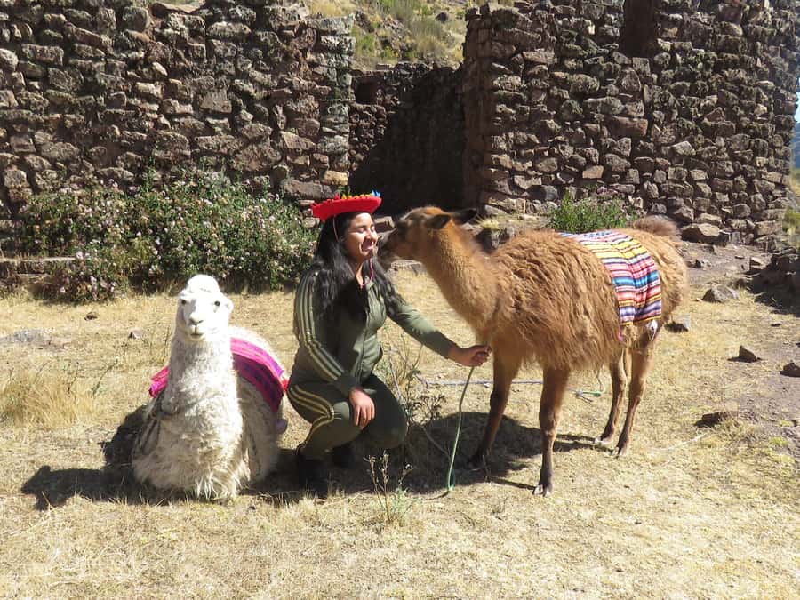 Cusco: Alpaca Therapy in the Cuyo Chico community |Half day| - What the limited feedback tells you
