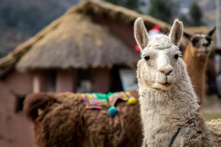 Cusco: Alpaca Therapy in the Cuyo Chico community |Half day| - Walking toward the sacred river with llamas