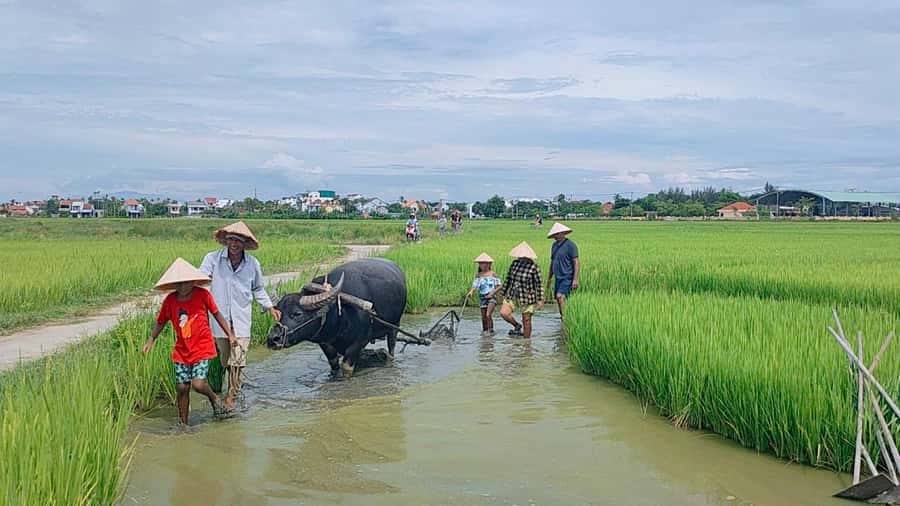 Cycling, Water Buffalo Riding, Traditional Farming Life - Meeting the water buffalo