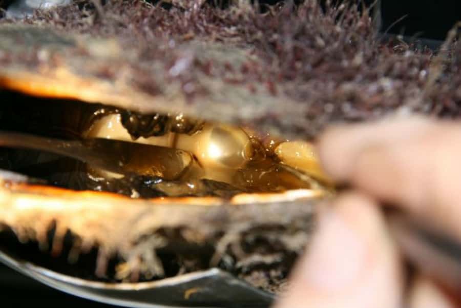 Cygnet Bay Pearl Farm Behind-the-Scenes Tour & Live Harvest - The one-hour tour, step by step