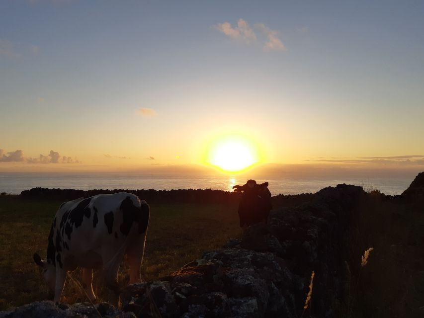 Dairy farm Visit and Cow Milking Experience in Azores - Key points at a glance
