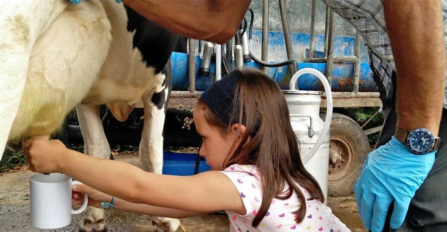 Dairy farm Visit and Cow Milking Experience in Azores - From the pasture to the milk station