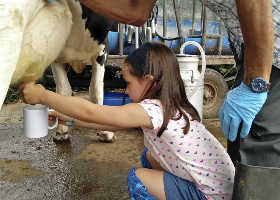 Dairy farm Visit and Cow Milking Experience in Azores - Cheese, wine, and a private-home tasting