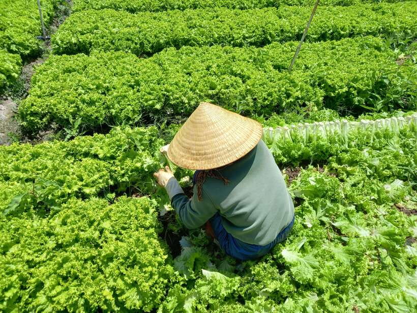 Dalat Countryside Motorbike Day Tour–Coffee Farms & Pagodas - Guides, safety, and the feel of the day