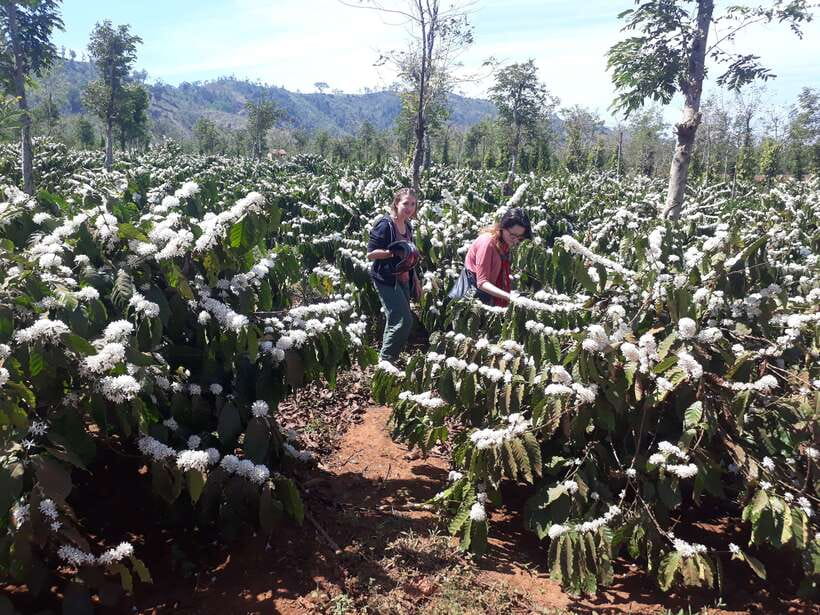 Dalat Countryside Motorbike Day Tour–Coffee Farms & Pagodas - Why a motorbike is the right way to see Da Lat’s outskirts