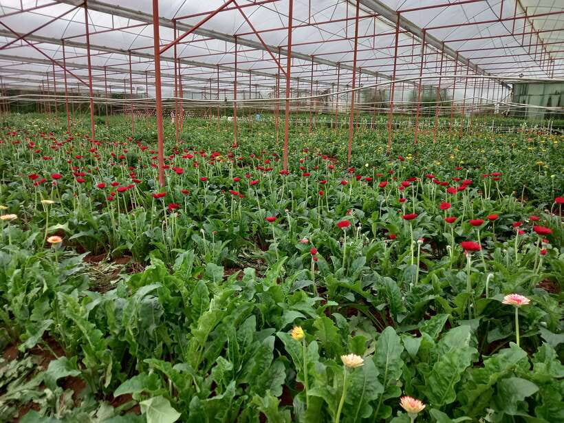Dalat Countryside Motorbike Day Tour–Coffee Farms & Pagodas - Robin Hill and the view over Da Lat
