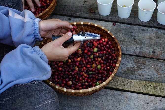 Dalat's countryside|Coffee Plantations Tour beyond Elephant falls - Learning the difference between coffee varieties