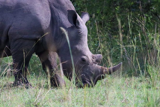 Day Tour Of Ziwa Rhino Sanctuary and Wildlife Ranch - ZIWA RHINO TREKKING - Key points before you book