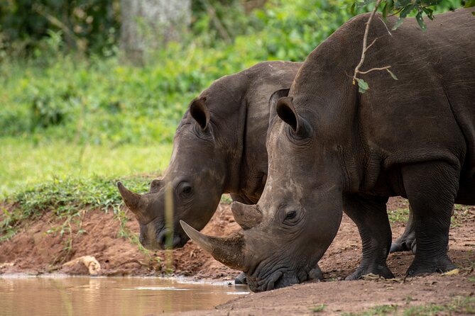 Day Tour Of Ziwa Rhino Sanctuary and Wildlife Ranch - ZIWA RHINO TREKKING - Why Ziwa works as a one-day wildlife trip