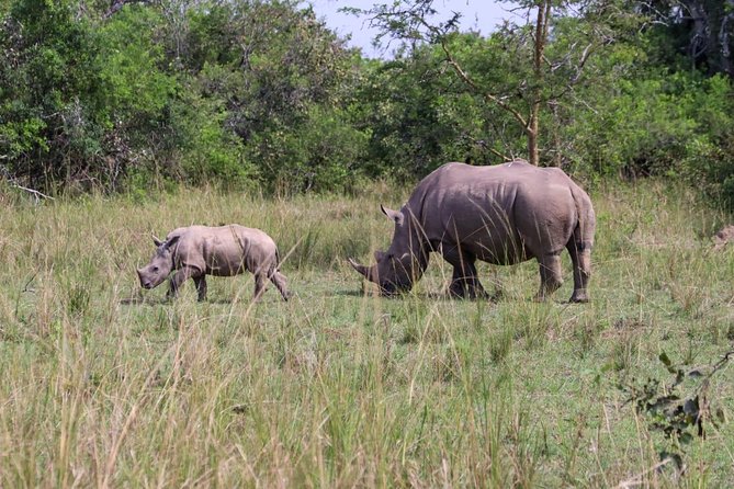 Day Tour Of Ziwa Rhino Sanctuary and Wildlife Ranch - ZIWA RHINO TREKKING - Entering the white rhino sanctuary