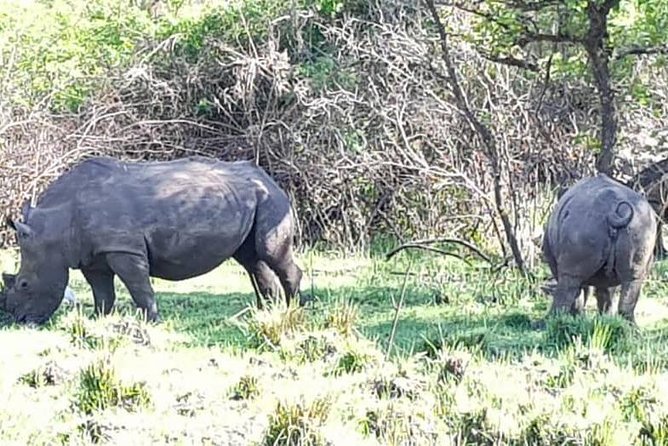 Day Tour Of Ziwa Rhino Sanctuary and Wildlife Ranch - ZIWA RHINO TREKKING - Four hours among birds and other animals