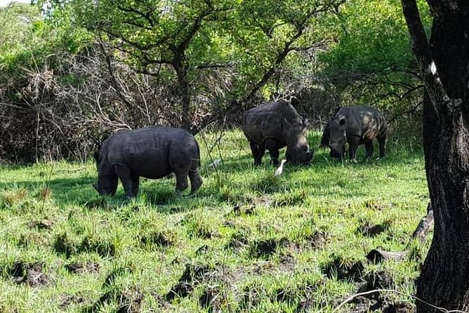 Day Tour Of Ziwa Rhino Sanctuary and Wildlife Ranch - ZIWA RHINO TREKKING - What the $300 price really covers
