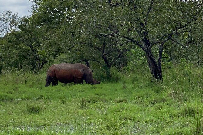Day Tour Of Ziwa Rhino Sanctuary and Wildlife Ranch - ZIWA RHINO TREKKING - How to make the day run better