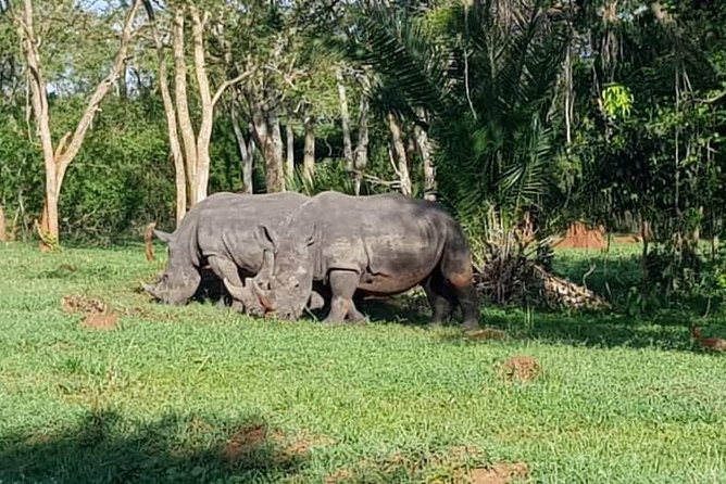 Day Tour Of Ziwa Rhino Sanctuary and Wildlife Ranch - ZIWA RHINO TREKKING - Is Ziwa Rhino Sanctuary worth booking?