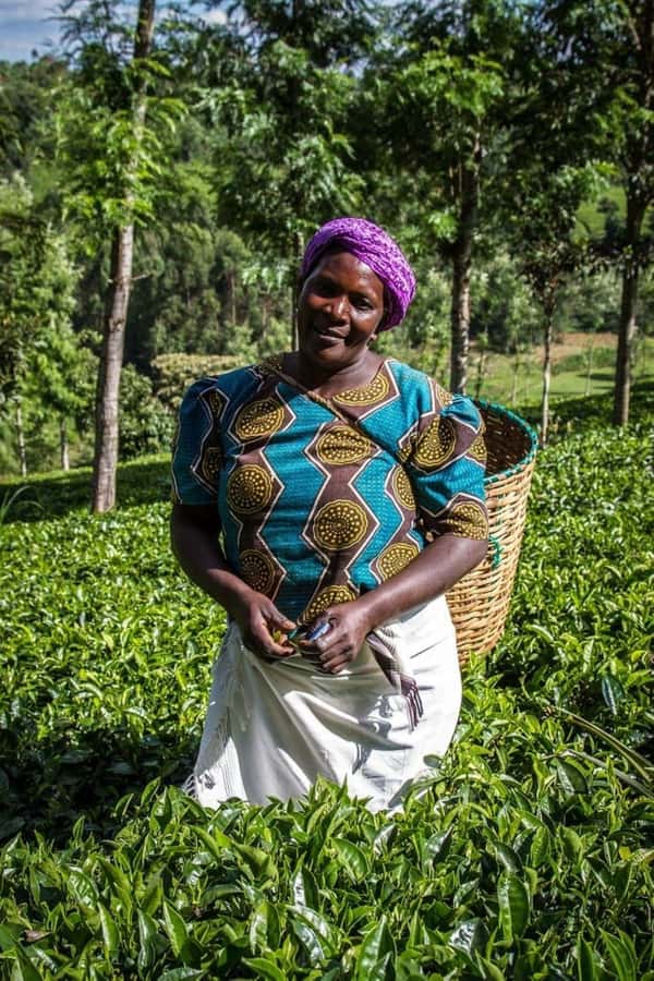 Day Tour to Fairview Coffee Farm - From Nairobi to Fairview Coffee Estate in Kiambu
