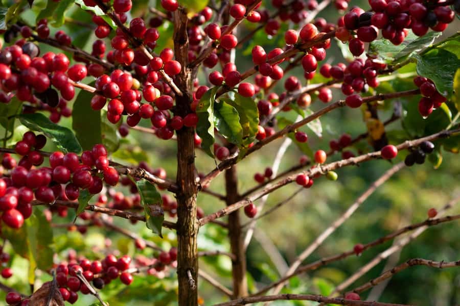 Day Tour to Fairview Coffee Farm - Inside the coffee factory