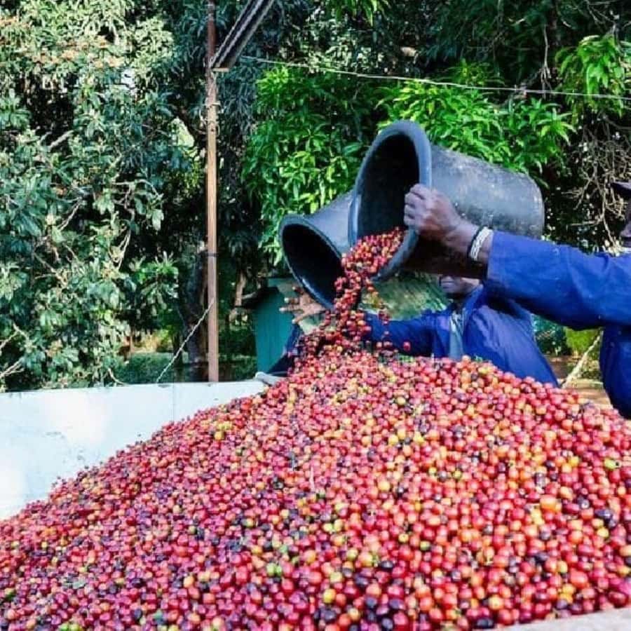 Day Tour to Fairview Coffee Farm - Coffee tasting in the garden