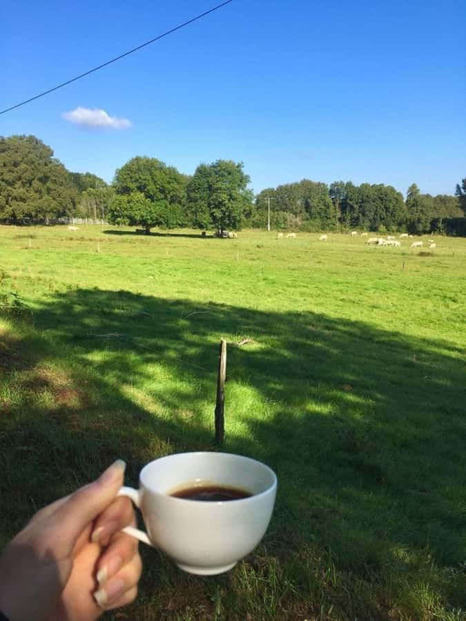 Day Tour to Fairview Coffee Farm - What the $50 price really includes