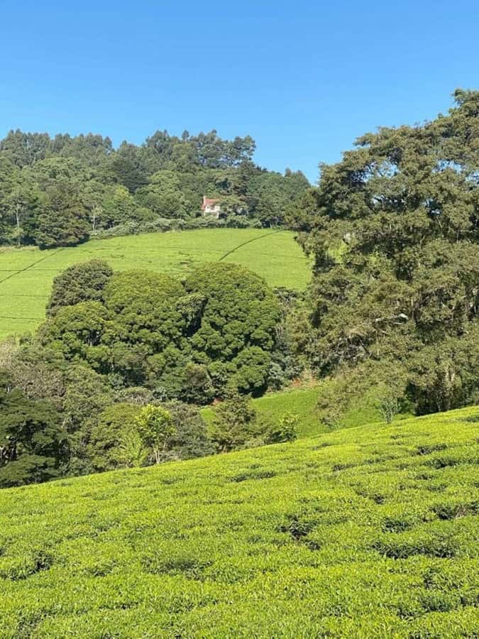 Day Tour to Fairview Coffee Farm - What the strongest praise focuses on