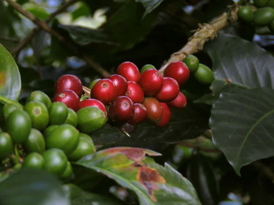 Day Tour to Fairview Coffee Farm - The farm story starts before the bean