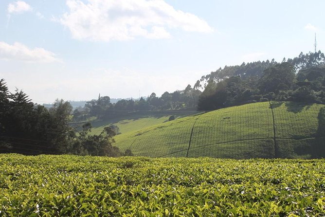 Day Tour To Kiambethu Tea Farm in Limuru - From Nairobi streets to Limuru tea country