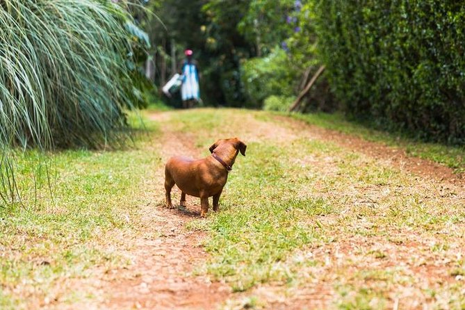 Day Tour To Kiambethu Tea Farm in Limuru - Is $115 a good value?