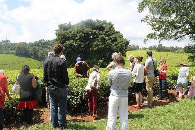 Day tour to Kiambethu tea farm in Limuru from Nairobi - Leaving Nairobi for Limuru