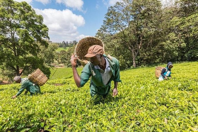 Day tour to Kiambethu tea farm in Limuru from Nairobi - How the private format changes the day