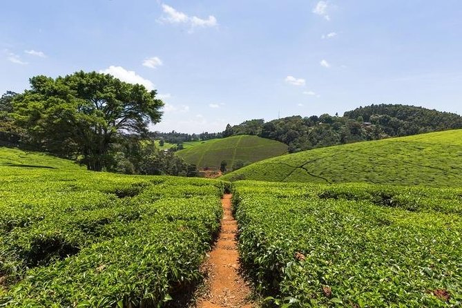 Day tour to Kiambethu tea farm in Limuru from Nairobi - Timing, pickup, and what to bring