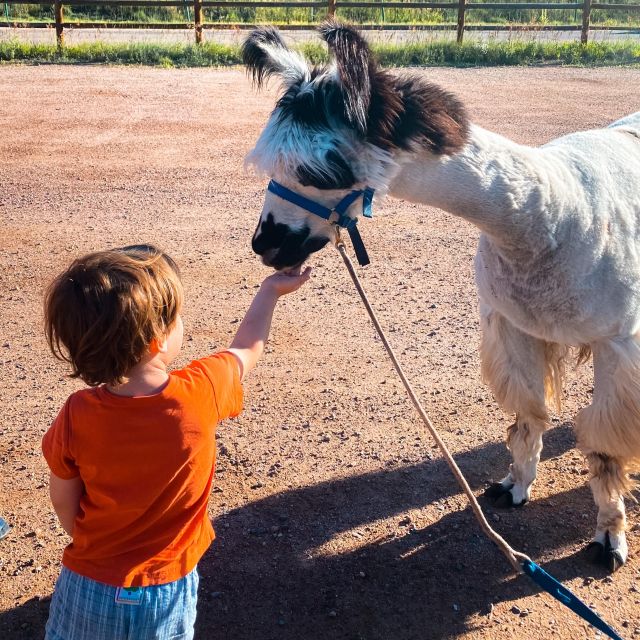 Denver: Llama Hike in the Rocky Mountains - A Three-Mile Walk Through Forest and Meadow