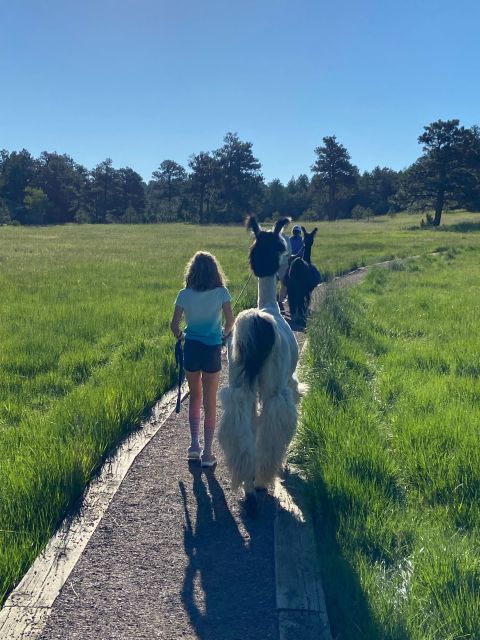 Denver: Llama Hike in the Rocky Mountains - An Early Start and a Short Mountain Day