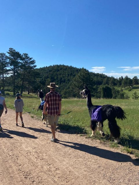 Denver: Llama Hike in the Rocky Mountains - Should You Book the Denver Llama Hike?