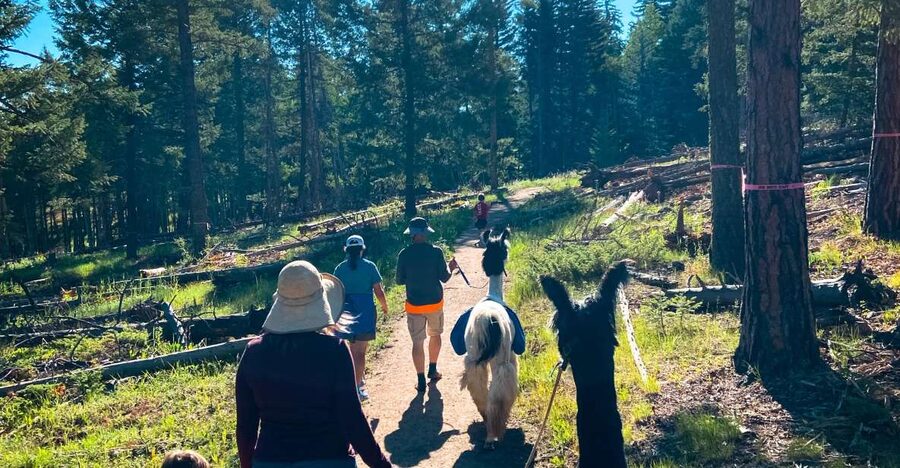 Denver: Llama Hike in the Rocky Mountains - Learning About Llamas, Plants, and Local Stories