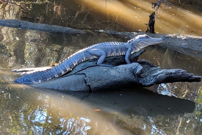 Destrehan Plantation and Large Airboat Tour from New Orleans - The airboat ride through Barataria Preserve