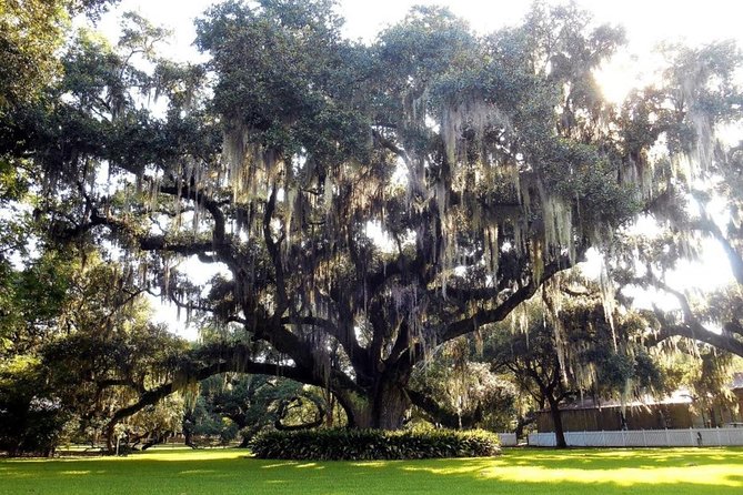 Destrehan Plantation and Swamp Tour from New Orleans - Weather, wildlife, and comfort tips