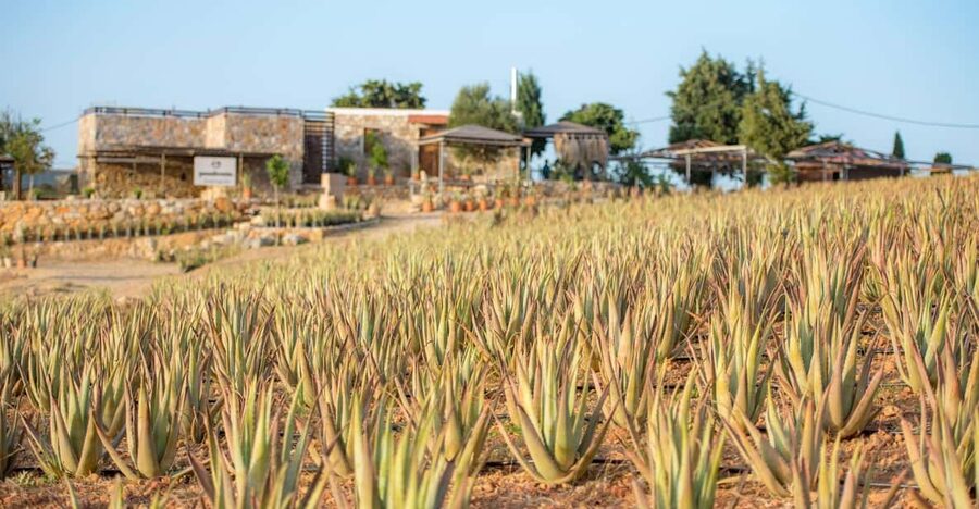 Discover Aloe: A Farm Walk & Workshop - Key points to know before booking