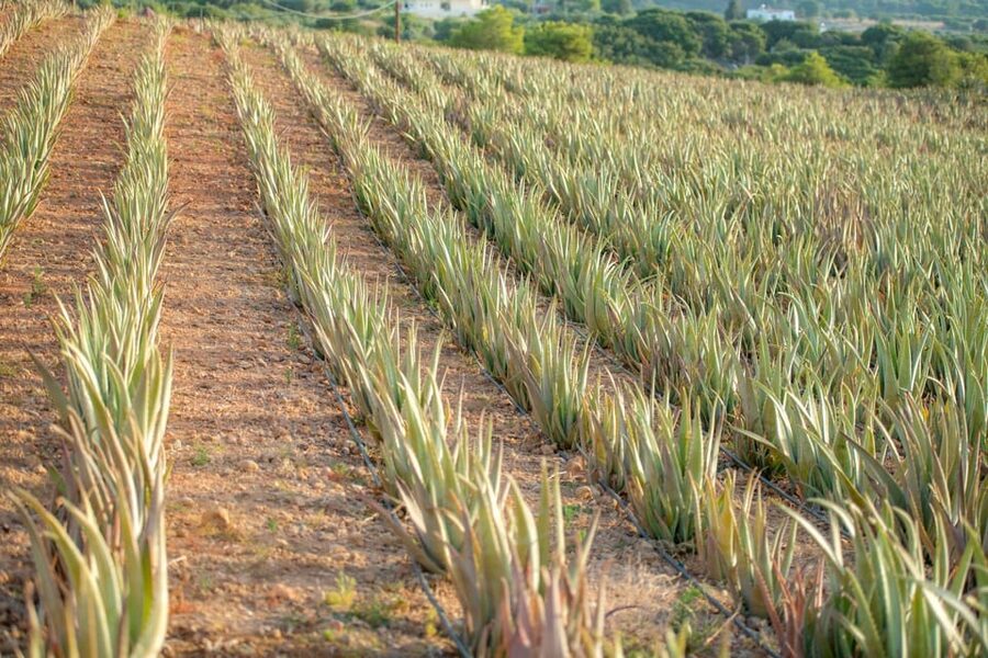Discover Aloe: A Farm Walk & Workshop - The workshop: from harvested plants to your own blend