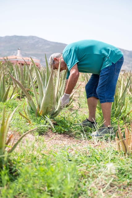 Discover Aloe: A Farm Walk & Workshop - Should you book Discover Aloe?