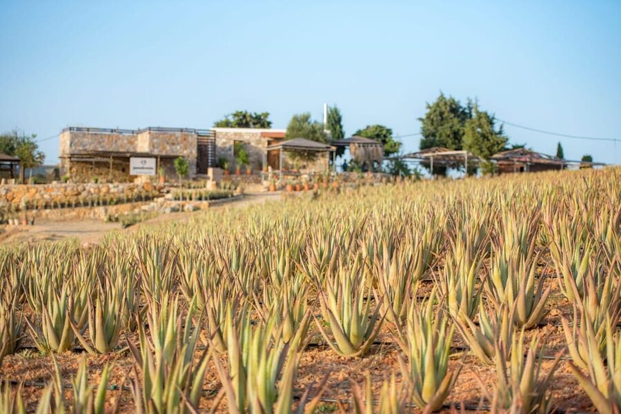 Discover Aloe: A Farm Walk & Workshop - What you learn among the Aloe plants